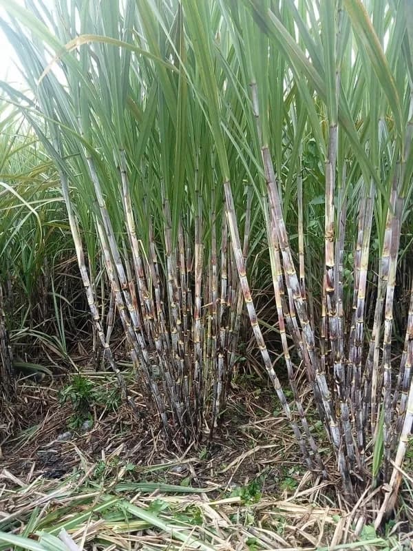 Hasil Pupuk Paten Gold Tebu jelang panen
