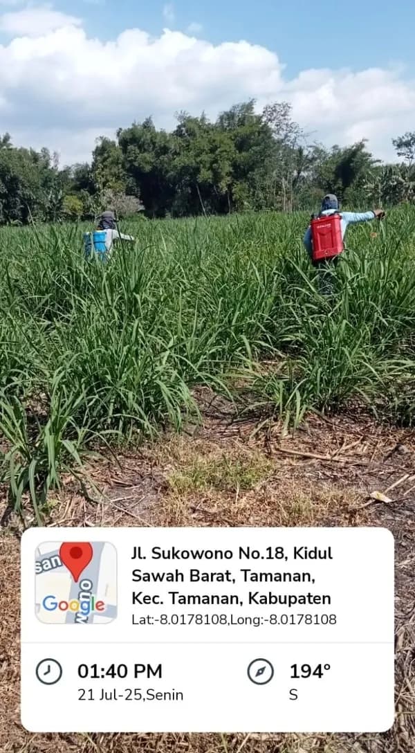 Saat aplikasi Pupuk Paten Gold Tebu